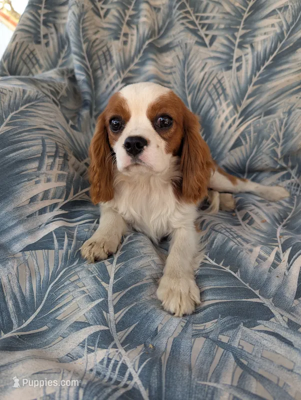 California-Oregon Troy – Cavalier King Charles Spaniel puppy for sale in Arroyo Grande, CA