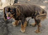 AKC California Chocolate , a male Cavalier King Charles Spaniel for sale in Arroyo Grande, CA – 5 of 7