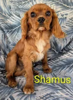 California Shamus, a male Cavalier King Charles Spaniel for sale in Arroyo Grande, CA – 4 of 10