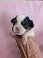 California Valentine, a female Cavalier King Charles Spaniel for sale in Arroyo Grande, CA – 2 of 9