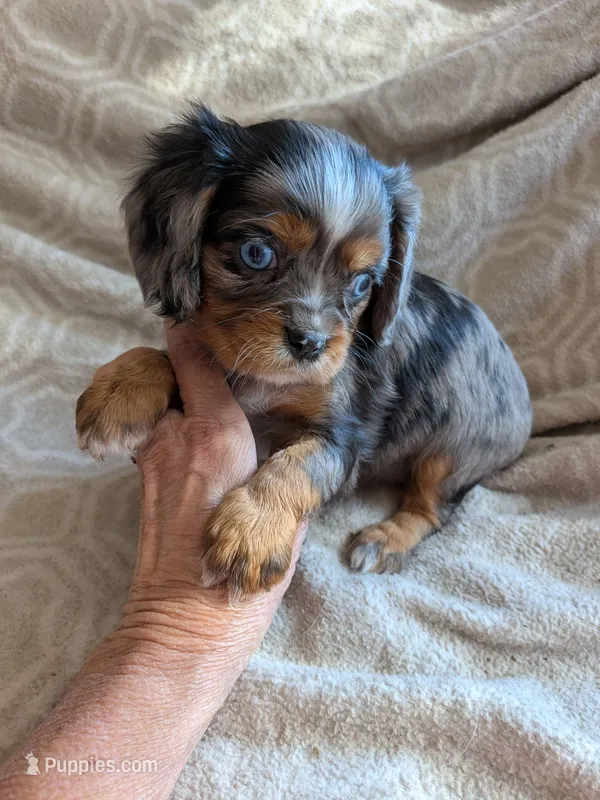 California Glenda – Cavalier King Charles Spaniel puppy for sale in Arroyo Grande, CA