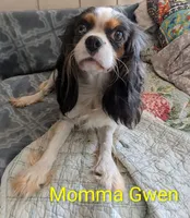 California Glenda, a female Cavalier King Charles Spaniel for sale in Arroyo Grande, CA – 8 of 10