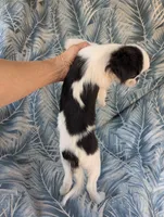 California AKC Kweii, a male Japanese Chin for sale in Arroyo Grande, CA – 7 of 10