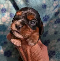 California Monroe, a male Cavalier King Charles Spaniel for sale in Arroyo Grande, CA – 6 of 10