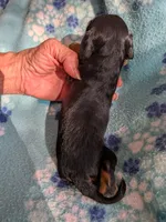 California Monroe, a male Cavalier King Charles Spaniel for sale in Arroyo Grande, CA – 7 of 10