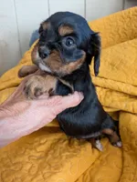 California Rachel, a female Cavalier King Charles Spaniel for sale in Arroyo Grande, CA – 4 of 10