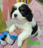 California-Oregon Fiona, a female Cavalier King Charles Spaniel and Japanese Chin for sale in Arroyo Grande, CA – Photo 6 of 10
