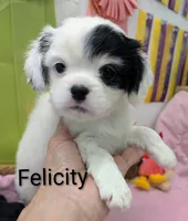 California-Oregon Felicity , a female Cavalier King Charles Spaniel and Japanese Chin for sale in Arroyo Grande, CA – Photo 5 of 10