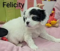 California-Oregon Felicity , a female Cavalier King Charles Spaniel and Japanese Chin for sale in Arroyo Grande, CA – Photo 4 of 10