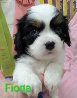 California-Oregon Fiona, a female Cavalier King Charles Spaniel and Japanese Chin for sale in Arroyo Grande, CA – Photo 2 of 10