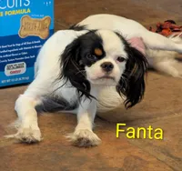 California-Oregon Fiona, a female Cavalier King Charles Spaniel and Japanese Chin for sale in Arroyo Grande, CA – Photo 10 of 10