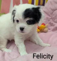 California-Oregon Felicity , a female Cavalier King Charles Spaniel and Japanese Chin for sale in Arroyo Grande, CA – Photo 2 of 10