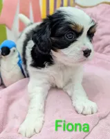 California-Oregon Fiona, a female Cavalier King Charles Spaniel and Japanese Chin for sale in Arroyo Grande, CA – Photo 3 of 10