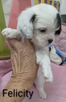 California-Oregon Felicity , a female Cavalier King Charles Spaniel and Japanese Chin for sale in Arroyo Grande, CA – Photo 7 of 10