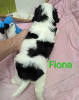 California-Oregon Fiona, a female Cavalier King Charles Spaniel and Japanese Chin for sale in Arroyo Grande, CA – Photo 7 of 10