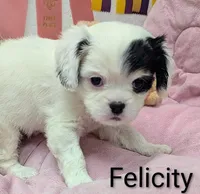 California-Oregon Felicity , a female Cavalier King Charles Spaniel and Japanese Chin for sale in Arroyo Grande, CA – Photo 3 of 10