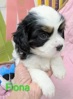 California-Oregon Fiona, a female Cavalier King Charles Spaniel and Japanese Chin for sale in Arroyo Grande, CA – Photo 5 of 10