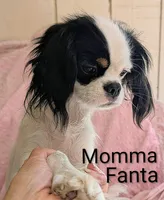 California-Oregon Felicity , a female Cavalier King Charles Spaniel and Japanese Chin for sale in Arroyo Grande, CA – Photo 9 of 10