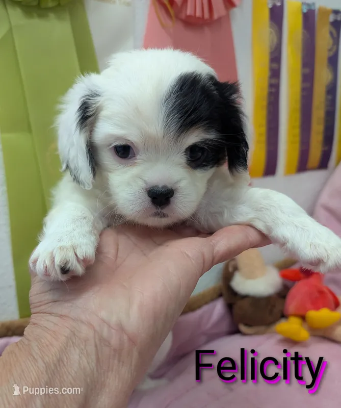 California-Oregon Felicity  – Cavalier King Charles Spaniel, Japanese Chin puppy for sale in Arroyo Grande, CA