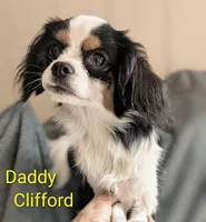 California-Oregon Felicity , a female Cavalier King Charles Spaniel and Japanese Chin for sale in Arroyo Grande, CA – Photo 8 of 10