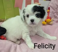 California-Oregon Felicity , a female Cavalier King Charles Spaniel and Japanese Chin for sale in Arroyo Grande, CA – Photo 6 of 10