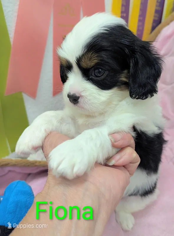 California-Oregon Fiona – Cavalier King Charles Spaniel, Japanese Chin puppy for sale in Arroyo Grande, CA