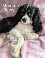 CALIFORNIA Torrey, a female Cavalier King Charles Spaniel for sale in Arroyo Grande, CA – 10 of 10