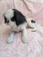 California Rumii, a female Japanese Chin for sale in Arroyo Grande, CA – 6 of 10