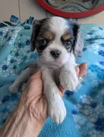 CA-CO Basil Blue Eyes, a male Cavalier King Charles Spaniel for sale in Arroyo Grande, CA – 2 of 10