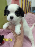 California Frida, a female Cavalier King Charles Spaniel and Japanese Chin for sale in Arroyo Grande, CA – Photo 7 of 10