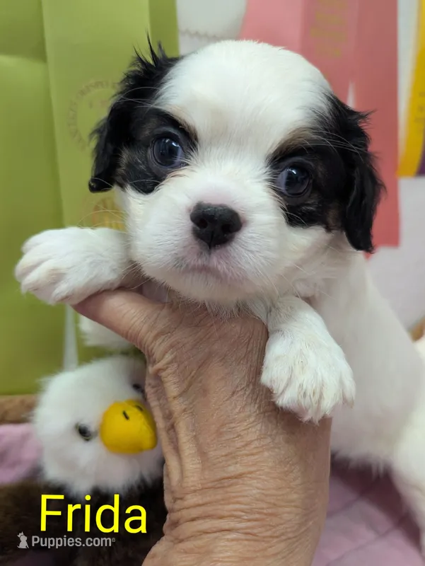California Frida – Cavalier King Charles Spaniel, Japanese Chin puppy for sale in Arroyo Grande, CA