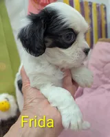 California Frida, a female Cavalier King Charles Spaniel and Japanese Chin for sale in Arroyo Grande, CA – Photo 6 of 10