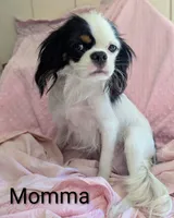 California Frida, a female Cavalier King Charles Spaniel and Japanese Chin for sale in Arroyo Grande, CA – Photo 10 of 10