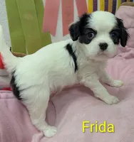 California Frida, a female Cavalier King Charles Spaniel and Japanese Chin for sale in Arroyo Grande, CA – Photo 4 of 10