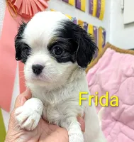 California Frida, a female Cavalier King Charles Spaniel and Japanese Chin for sale in Arroyo Grande, CA – Photo 5 of 10