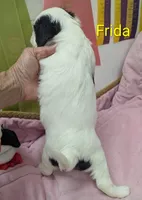 California Frida, a female Cavalier King Charles Spaniel and Japanese Chin for sale in Arroyo Grande, CA – Photo 2 of 10