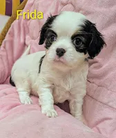 California Frida, a female Cavalier King Charles Spaniel and Japanese Chin for sale in Arroyo Grande, CA – Photo 8 of 10