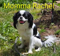 California-Oregon Eddie, a male Japanese Chin for sale in Arroyo Grande, CA – 10 of 10