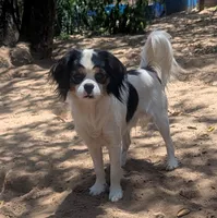 Rescue boy , a male Cavalier King Charles Spaniel for sale in Arroyo Grande, CA – 6 of 8
