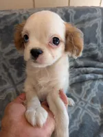 Archie in California, a male Cavalier King Charles Spaniel for sale in Arroyo Grande, CA – 6 of 9