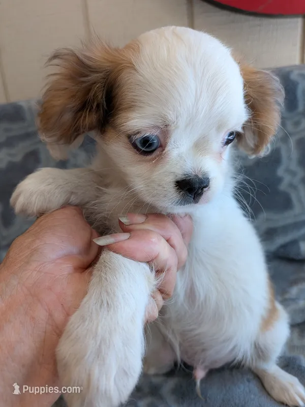 Archie in California – Cavalier King Charles Spaniel puppy for sale in Arroyo Grande, CA