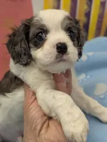 processed/28f404ee-619f-4046-803e-10f394c28ad2/listing/3030f7bb-53db-485f-9bfc-948891717b69/af87e43e-ebf1-47ed-9420-c1fc441cd18c