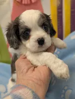 processed/28f404ee-619f-4046-803e-10f394c28ad2/listing/3030f7bb-53db-485f-9bfc-948891717b69/f7da96de-098c-4d3c-8270-abba403f04ba