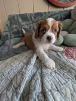 California Arthur , a male Cavalier King Charles Spaniel for sale in Arroyo Grande, CA – 9 of 10