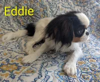 California-Oregon Eddie, a male Japanese Chin for sale in Arroyo Grande, CA – 7 of 10