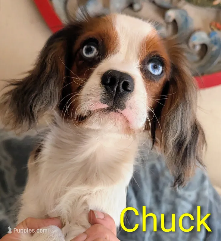 California Chuck – Cavalier King Charles Spaniel puppy for sale in Arroyo Grande, CA