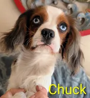 California Chuck, a male Cavalier King Charles Spaniel for sale in Arroyo Grande, CA – 1 of 10