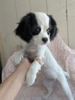 California Frida, a female Cavalier King Charles Spaniel and Japanese Chin for sale in Arroyo Grande, CA – 1 of 10