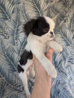 California AKC Kweii, a male Japanese Chin for sale in Arroyo Grande, CA – 6 of 10