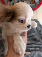 Archie in California, a male Cavalier King Charles Spaniel for sale in Arroyo Grande, CA – 5 of 9